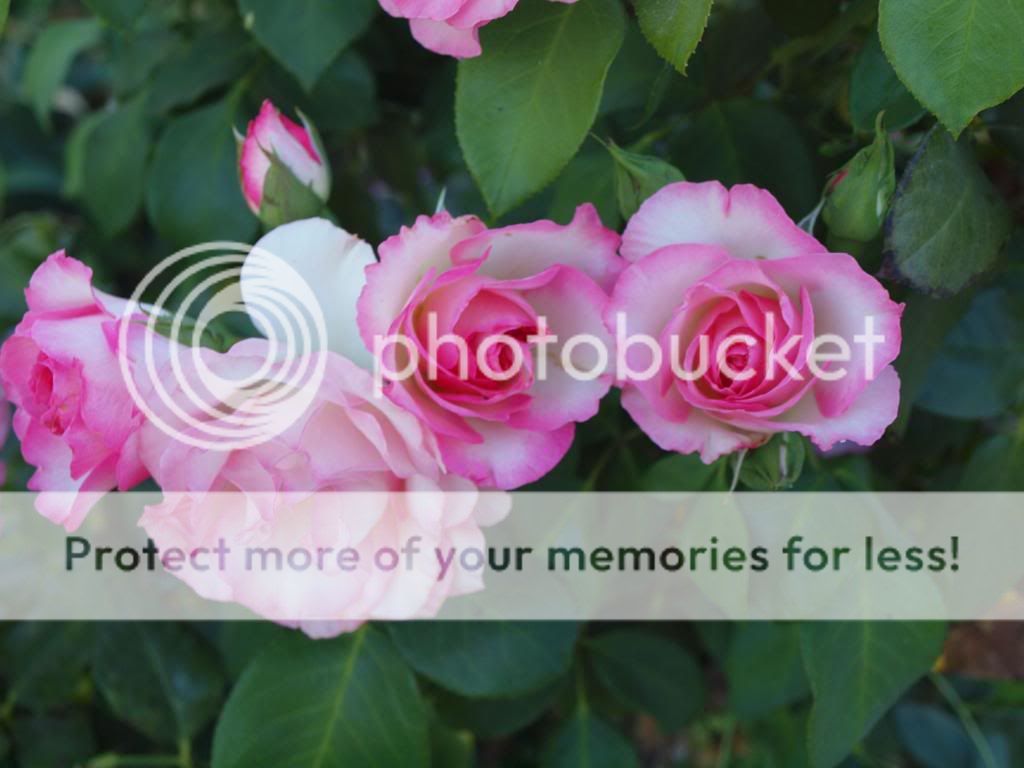  photo StrawberryIce.jpg